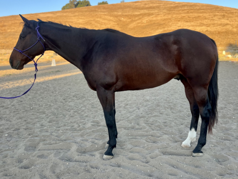 HorseID: 2304254 Lincoln - PhotoID: 1087167