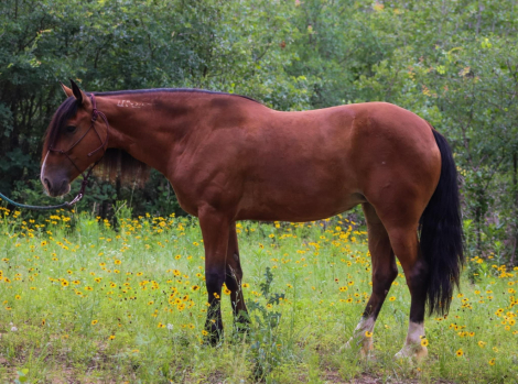 HorseID: 2304255 A Tinker’s Curiosity - PhotoID: 1087168