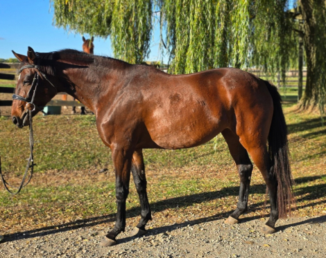 HorseID: 2304260 Brigitta - PhotoID: 1087170