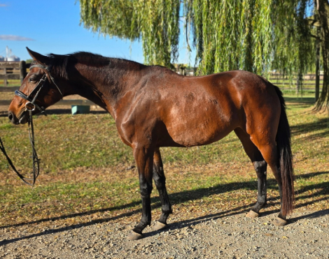 HorseID: 2304260 Brigitta - PhotoID: 1087171