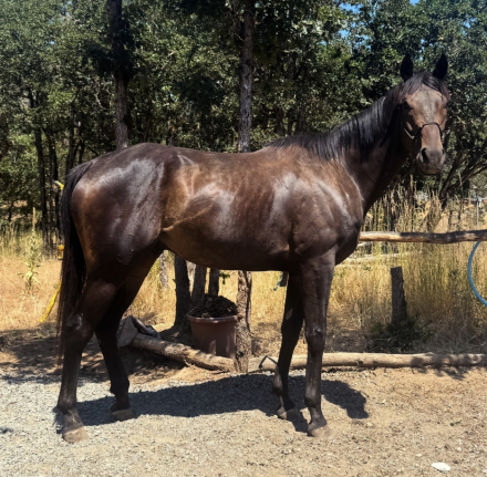 HorseID: 2304265 My Ransom - PhotoID: 1087175