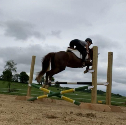 HorseID: 2304269 Noelle - PhotoID: 1087176