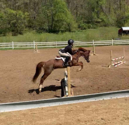 HorseID: 2304269 Noelle - PhotoID: 1087177