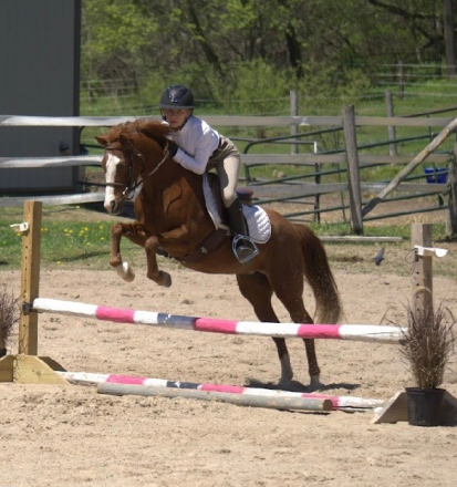 HorseID: 2304269 Noelle - PhotoID: 1087178