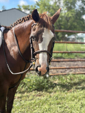 HorseID: 2304269 Noelle - PhotoID: 1087179