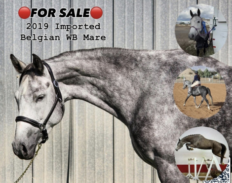 HorseID: 2304270 Tracy - PhotoID: 1087180