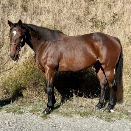 HorseID: 2304272 Madame Jeanette - PhotoID: 1087181