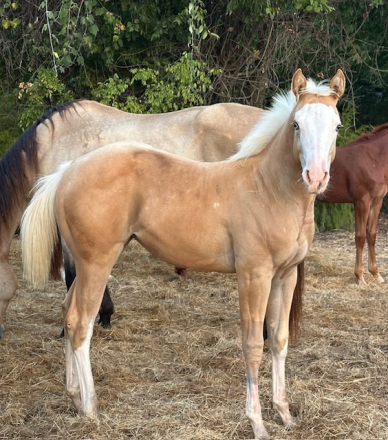 HorseID: 2304274 Spookin Up Solano - PhotoID: 1087203
