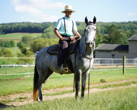 HorseID: 2304277 Roany - PhotoID: 1087204