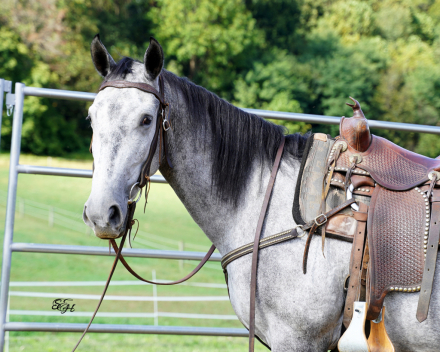 HorseID: 2304277 Roany - PhotoID: 1087205