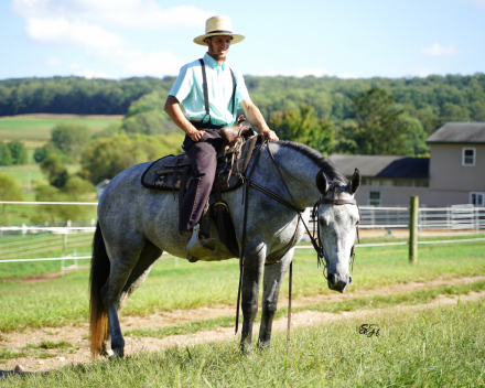 HorseID: 2304277 Roany - PhotoID: 1087206