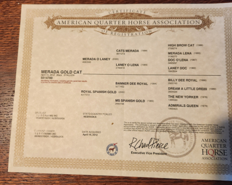 HorseID: 2304281 MERADA GOLD CAT - PhotoID: 1087210