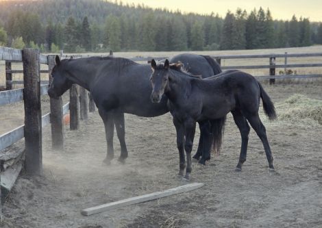 HorseID: 2304284 KnightsFury - PhotoID: 1087212