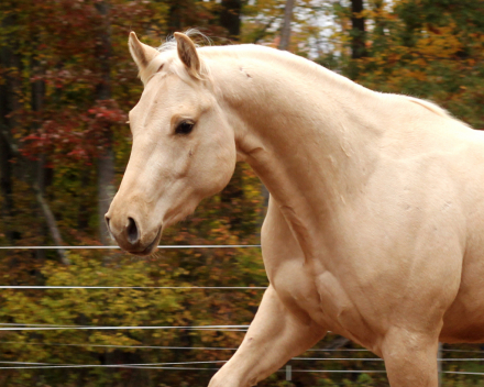 HorseID: 2304286 Alberts Revolution - PhotoID: 1087214