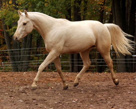 HorseID: 2304286 Alberts Revolution - PhotoID: 1087215