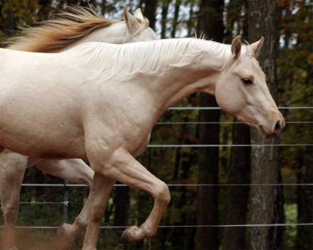 HorseID: 2304286 Alberts Revolution - PhotoID: 1087216