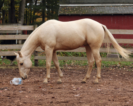 HorseID: 2304286 Alberts Revolution - PhotoID: 1087217