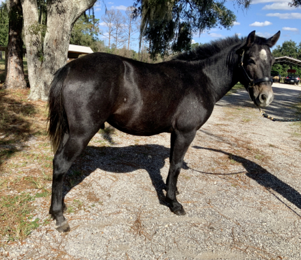 HorseID: 2304288 Rio Grande - PhotoID: 1087218