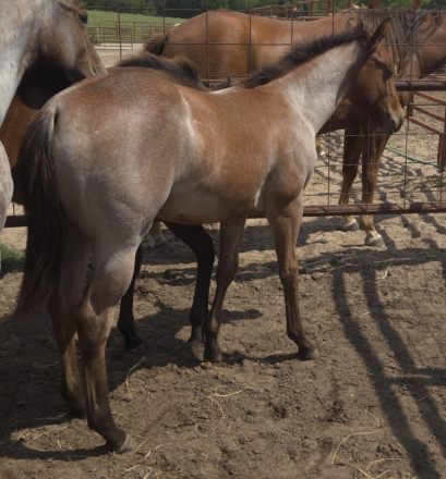 HorseID: 2304291 CATALYSTS PLAYER - PhotoID: 1087220