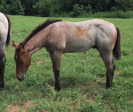 HorseID: 2304291 CATALYSTS PLAYER - PhotoID: 1087221