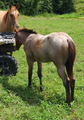 HorseID: 2304291 CATALYSTS PLAYER - PhotoID: 1087222