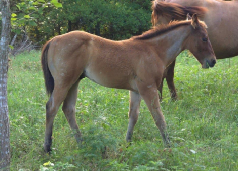 HorseID: 2304291 CATALYSTS PLAYER - PhotoID: 1087223