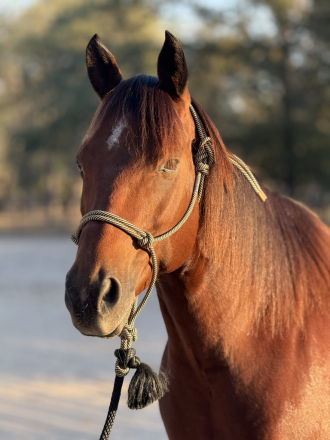 HorseID: 2304294 Nic Goldseeker - PhotoID: 1087559