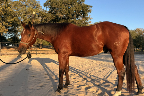 HorseID: 2304294 Nic Goldseeker - PhotoID: 1087560