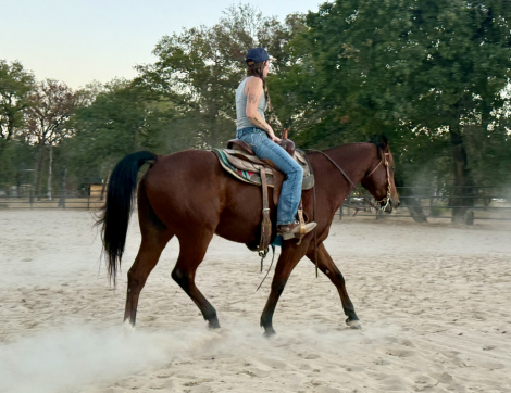 HorseID: 2304294 Nic Goldseeker - PhotoID: 1087561