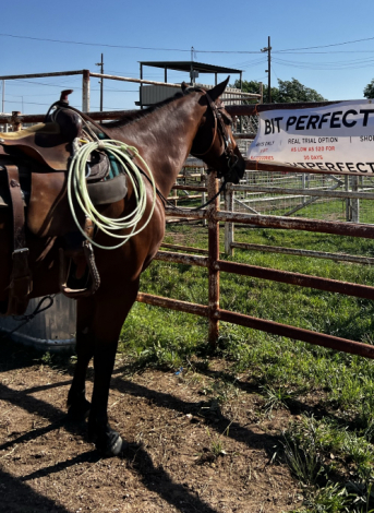 HorseID: 2304294 Nic Goldseeker - PhotoID: 1087562