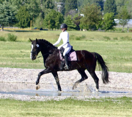 HorseID: 2304295 Lilth - PhotoID: 1087224