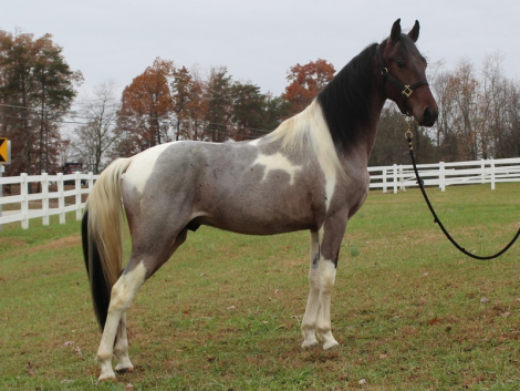 HorseID: 2304298 Boy Oh Boy - PhotoID: 1087233