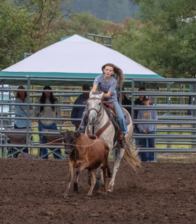 HorseID: 2304302 NW JODYS EZ CASH - PhotoID: 1087241