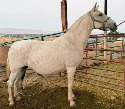 HorseID: 2304305 SK Honaria - PhotoID: 1087249