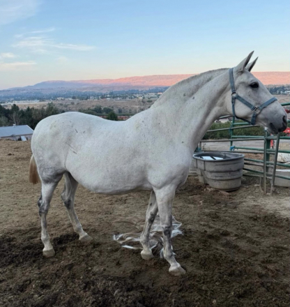 HorseID: 2304306 April XVI - PhotoID: 1087248