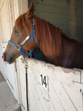 HorseID: 2304307 AUR Sparkling Jim - PhotoID: 1087245