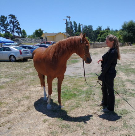 HorseID: 2304307 AUR Sparkling Jim - PhotoID: 1087246