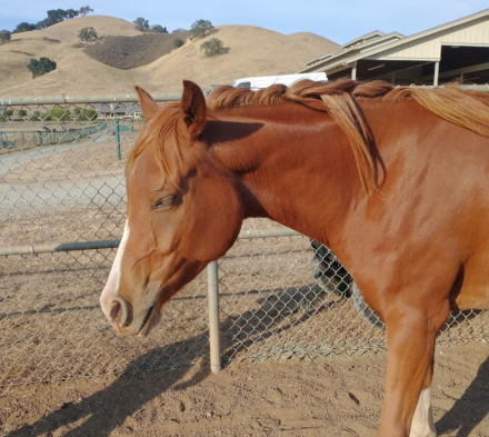 HorseID: 2304307 AUR Sparkling Jim - PhotoID: 1087247