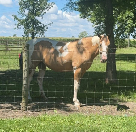 HorseID: 2304309 Bella - PhotoID: 1087250