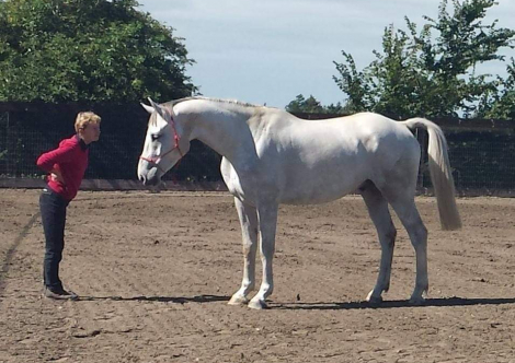 HorseID: 2304310 Da Grey - PhotoID: 1087277