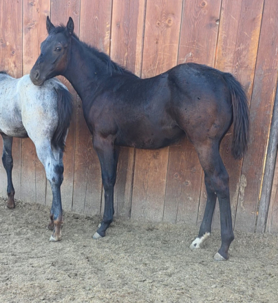 HorseID: 2304313 DSR HANCOCKS GAL - PhotoID: 1087258