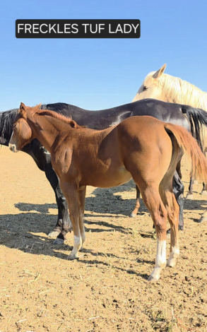 HorseID: 2304314 FRECKLES TUF LADY - PhotoID: 1087259