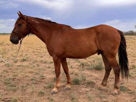 HorseID: 2304315 Beowulf - PhotoID: 1087260