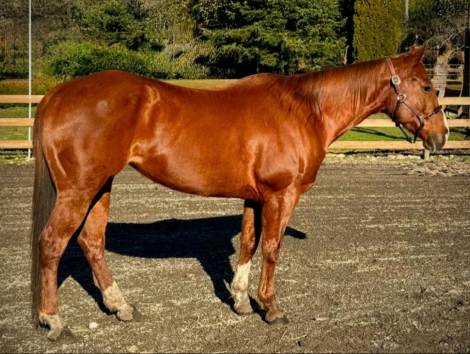 HorseID: 2304316 All My Best Advice - PhotoID: 1087261