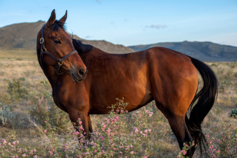 HorseID: 2304317 Foxwood Coronea Teagan - PhotoID: 1087262