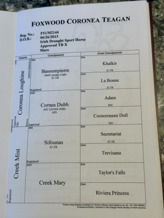 HorseID: 2304317 Foxwood Coronea Teagan - PhotoID: 1087263