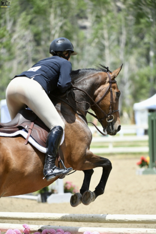 HorseID: 2304317 Foxwood Coronea Teagan - PhotoID: 1087265