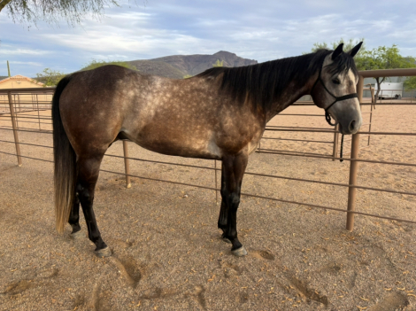 HorseID: 2304320 STORMIN THE BEACH - PhotoID: 1087266