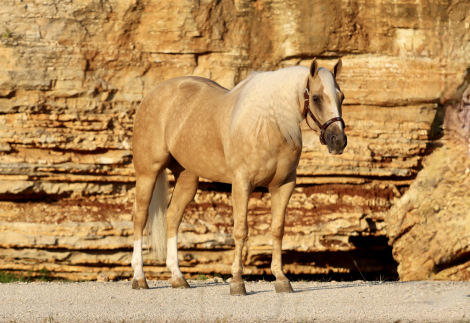 HorseID: 2304321 Big Sky Enterprise - PhotoID: 1087267