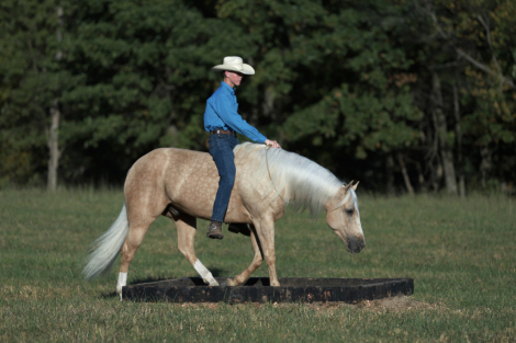 HorseID: 2304321 Big Sky Enterprise - PhotoID: 1087269